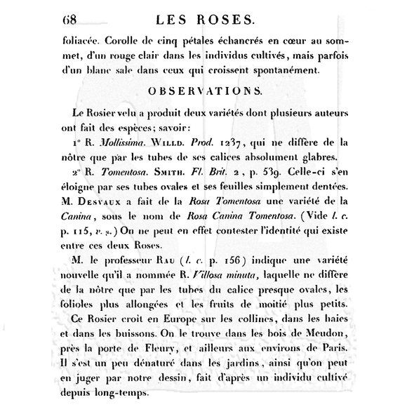 WVBG033 Les Roses Background Stamp